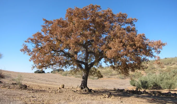 Sierra Norte de Málaga